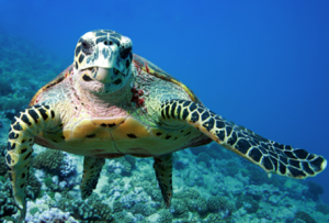 Sea-turtle