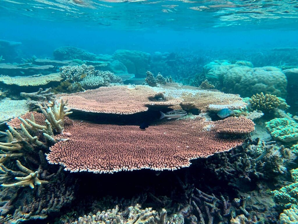 Ancient corals of the Anambas Islands