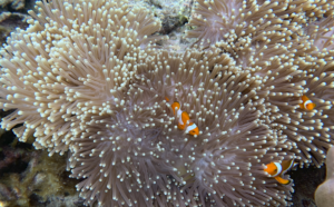 Clownfish in the superior natural environment of Pejaul private island