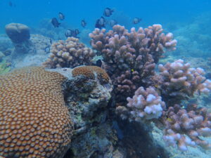 Anambas-eco-tourism-diving