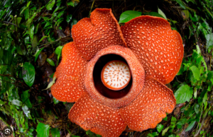 rafflesia-flower