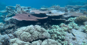 Anambas-islands-coral-fields